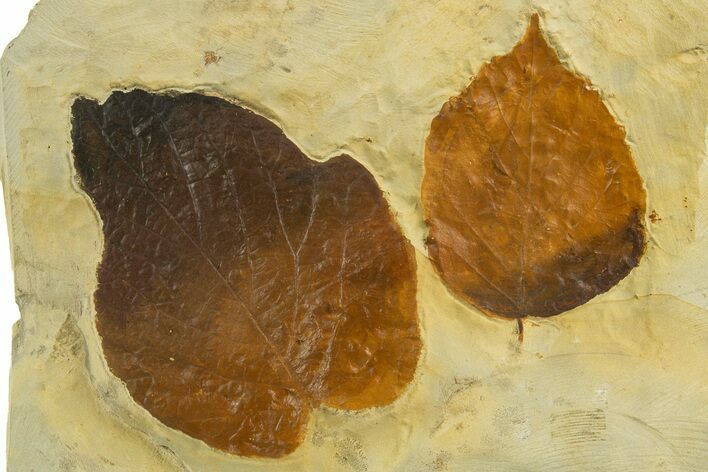 Wide Plate with Two Fossil Leaves (Beringiaphyllum) - Montana #327178